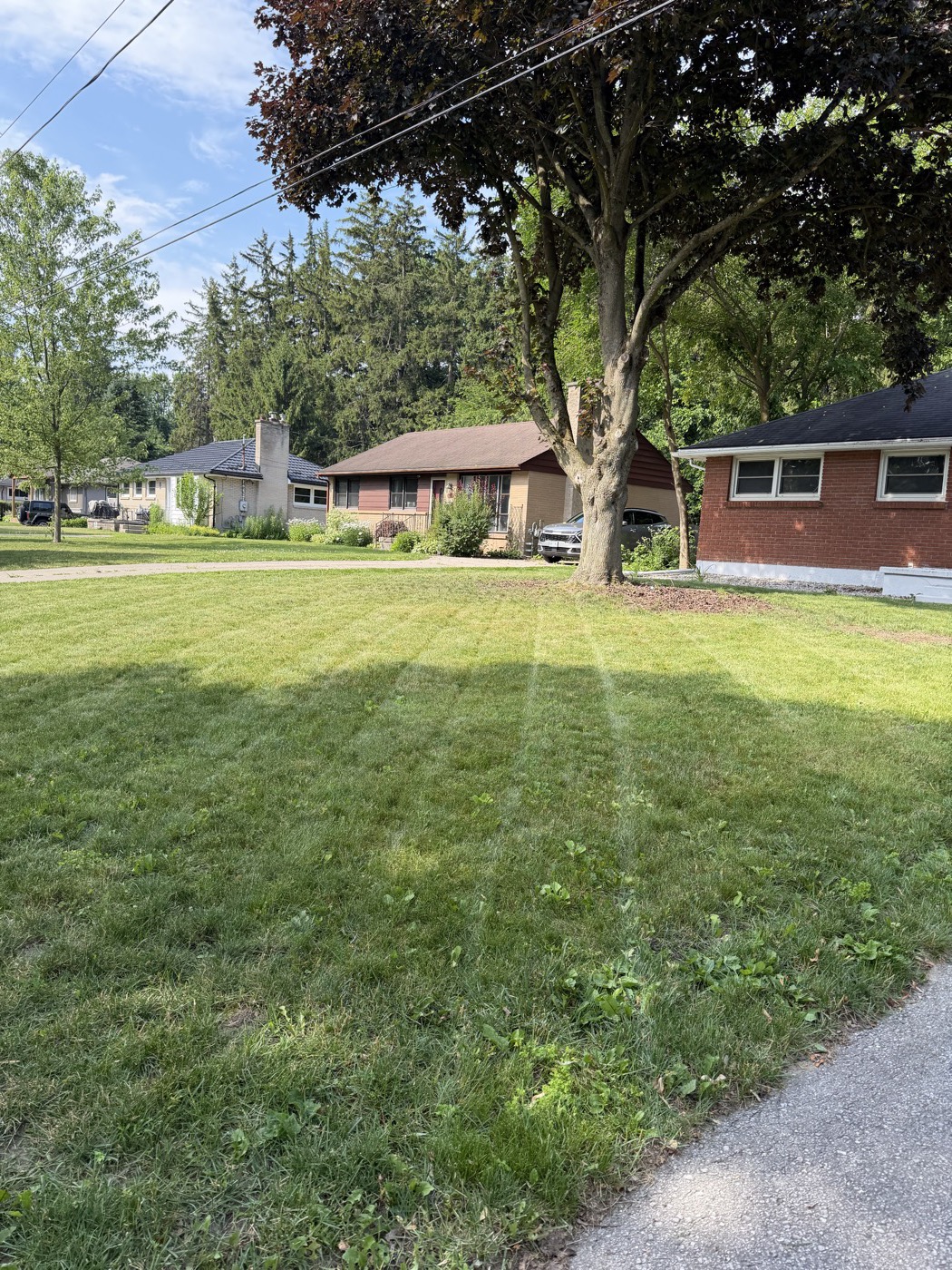 Freshly mowed front lawn with neat stripes, on a tree-lined street in London, Ontario
